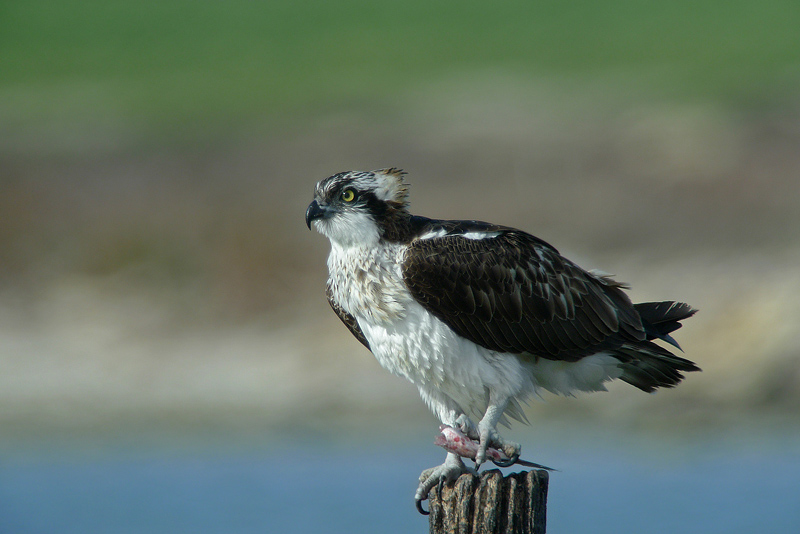 Falco pescatore in Digiscoping